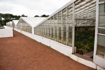 Ananas plaints in a greenhouse, Azorean agriculture 