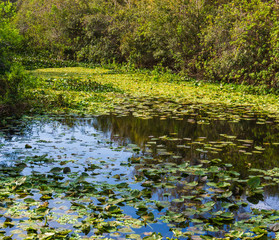 wetland marsh creating an aquatic habitat for plants and animals