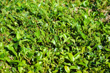 Tea leaves close up, tea plantation