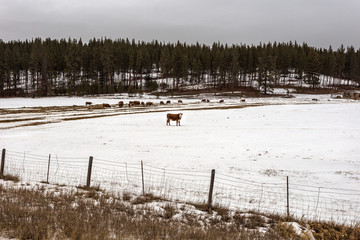 Random cows grazing in a snow covered pasture with thick tree line on gloomy day