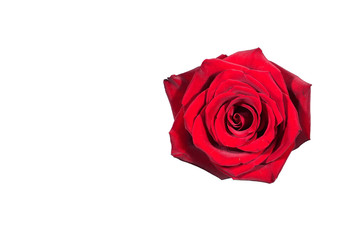 Red rose flower without stem, isolate