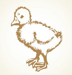 Little duckling. Vector drawing icon