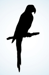 Parrot bird icon. Vector drawing