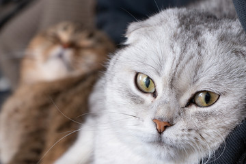 Intense eyes of a white Scottish fold cat resting with her friend
