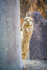 Ollantaytambo city in Peru and Lama