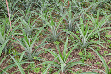 Fototapeta premium Pineapple plants in a greenhouse, agriculture, exotic fruits