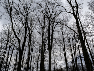 bare trees on a dark gloomy winter day