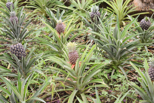 Pineapple plants in a greenhouse, agriculture, exotic fruits