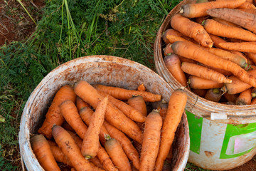 Carrot vegetable farm harvest in spring. Fresh ripe organic raw vegetables. Abundance reaped and...