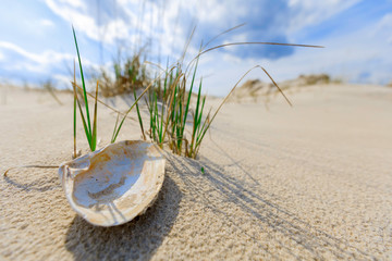 Sandy beach.