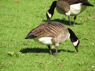 canada goose eating grass