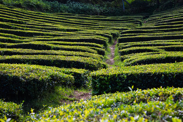  Tea plantations on Azorean island, no people, empty fields