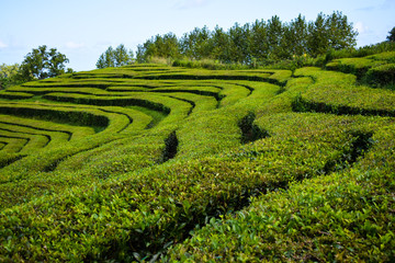  Tea plantations on Azorean island, no people, empty fields