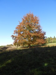 Fototapeta premium tree in autumn