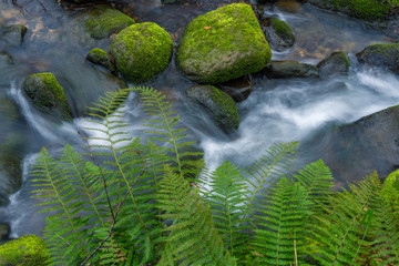 Fototapeta na wymiar Green over silks in Sarria river. Basque Country.