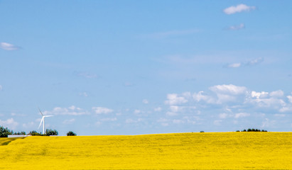 Bright yellow of canola in the field. Kneehill County, Alberta, Canada