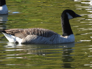 Obraz premium Canada Goose