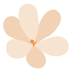 Isolated beautiful flower