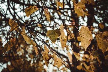 Yellow leaves of the Linden tree closeup. Autumn. Leaves fall. Background. Copy space.