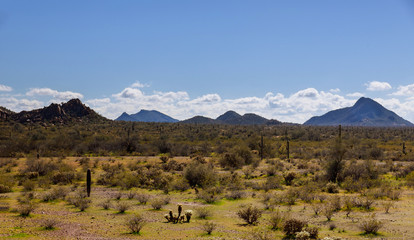 Saguaro and snow covered Sonoran Desert
