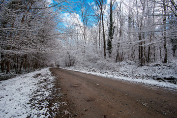 The trail or road with snow and trees.