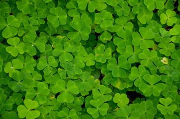 Fototapeta na wymiar green background with clover seamless background green clover leaves 