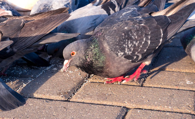 Fototapeta premium Many pigeons peck millet on sidewalk