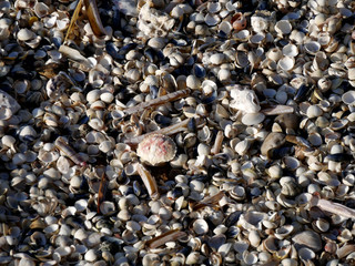 coquille de crabe et coquillages