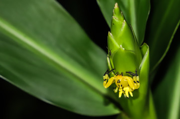 Crab spider