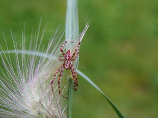 Kreuzspinne