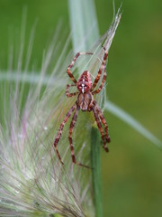Kreuzspinne