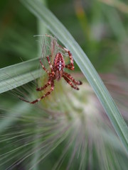 Kreuzspinne