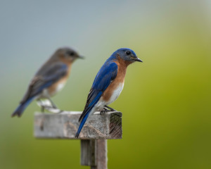 Bluebirds in the Midwest