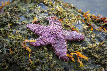 Purple starfish in Kodiak Alaska on the seashore
