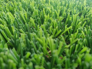 Fototapeta na wymiar grass with water drops of dew