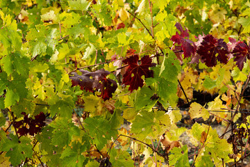 Vine leaves in a vineyard, a branch of leaves already have the red colours of autumn. Provence in...