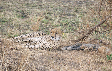 cheetah laying in grass