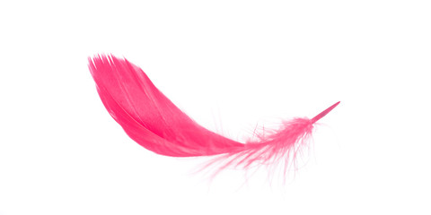 red soft feather from bird isolated on white