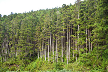 Pine woods in Portugal islands, Azorean forest