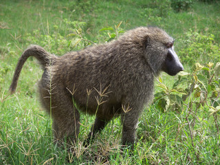 Baboon