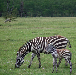 Fototapeta na wymiar Zebra with baby