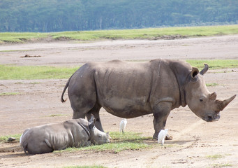 Fototapeta premium white rhino with baby