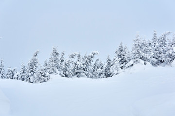 Fototapeta na wymiar winter mountain landscape - snowy forest