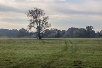 Fototapeta na wymiar lonely tree in the field at sunrise