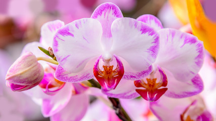 Fototapeta na wymiar Streaked orchid flowers. Beautiful orchid flowers.