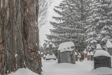 Snow covered gravestones and trees in winter cemetery nobody