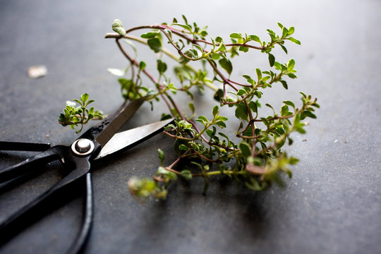Close up view of thyme