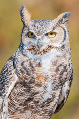 Great Horned Owl 