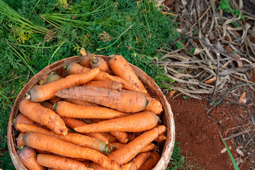 Carrot vegetable farm harvest in spring. Fresh ripe organic raw vegetables. Abundance reaped and packed in bucket on outdoor farm land. Local farmers farming in Saint Elizabeth parish, Jamaica.