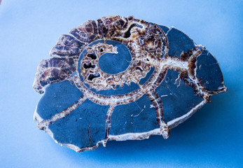 ancient fossilized Ammonite in a section on a blue background